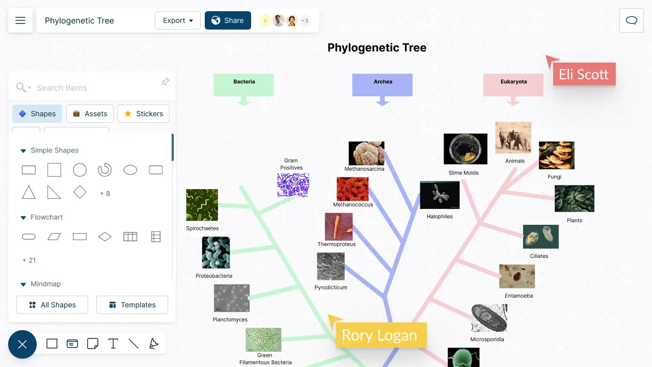 Phylogenetic Tree Maker | Phylogenetic Tree Template